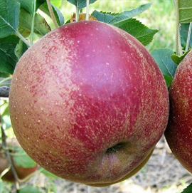 Pommier 'Boskoop Rouge'