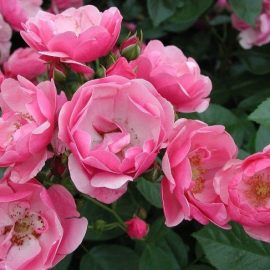 Rosier ANGELA ® Korday