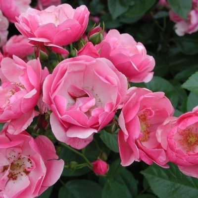Rosier ANGELA ® Korday
