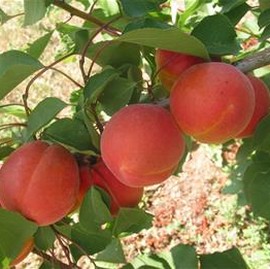 Abricotier 'Bergeron'