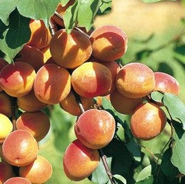 Abricotier 'Kuresia® '