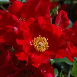 Rosier ALSACE ® Pektarampe