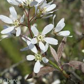 Amelanchier 'Canadensis'