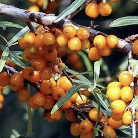 Argousier femelle 'Friesdorfer Orange'