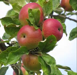 Pommier 'Bellefleur Rouge'
