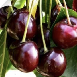 Cerisier 'Burlat'