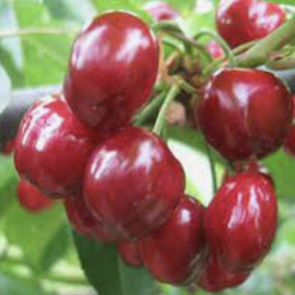 Cerisier 'Regina'