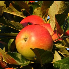 Pommier 'Cox Orange'