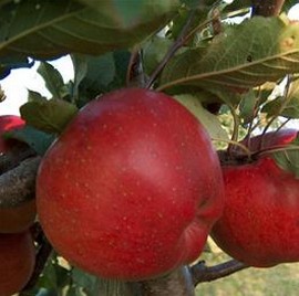 Pommier 'Florina'