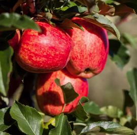 Pommier 'Gala'