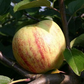 Pommier 'Gravensteiner'