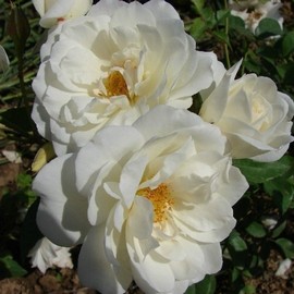 Rosier ICEBERG (FEE DES NEIGES)