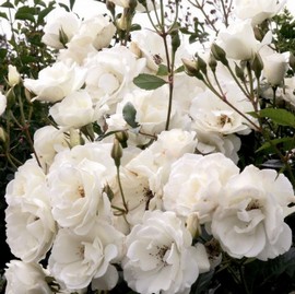 Rosier ICEBERG CLG Grimpant