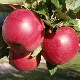 Pommier 'Idared'