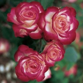 Rosier JUBILE DU PRINCE DE MONACO ® Meisponge