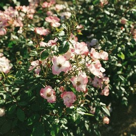 Rosier RUSH ® Lenmobri