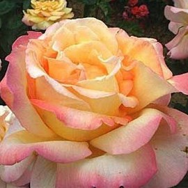 à grandes fleurs
