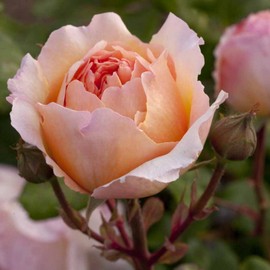 Rosier PRINCESSE CHARLENE DE MONACO ® Meidysouk