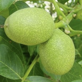 Noyer greffé 'Mars'