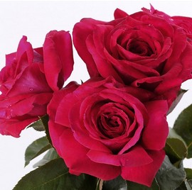 Rosier REINE DES PARFUMS ® Ora9898B