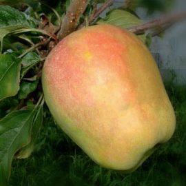 Pommier 'Pomme Cloche'