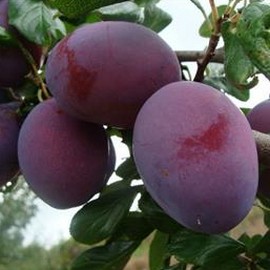 Quetschier
