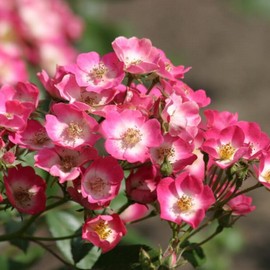Rosier ROSANATURA ® Bicolore