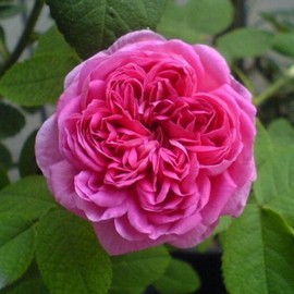 Rosier ROSE DE RESCHT