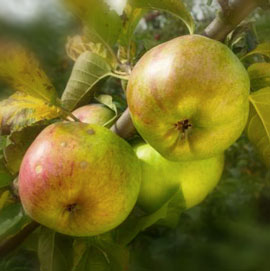 Pommier 'Rambour d'hiver'