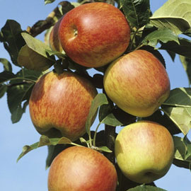 Pommier 'Reine des Reinettes'