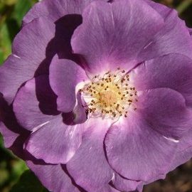 Rosier RHAPSODY IN BLUE ® Frantasia