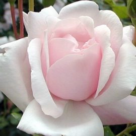 Rosier NEW DAWN