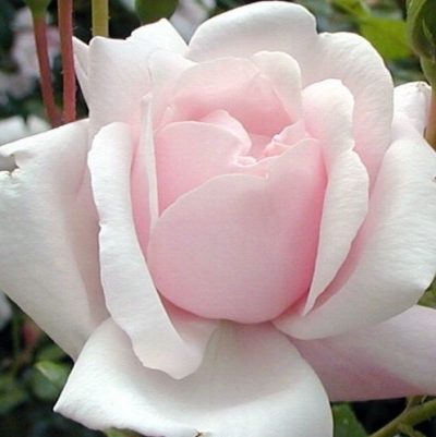 Rosier NEW DAWN