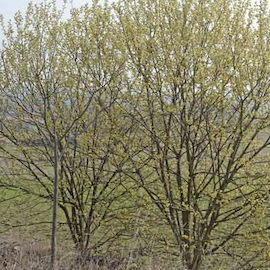 Saule marsault **