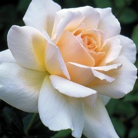 Rosier SWEET LOVE ® Harmisty