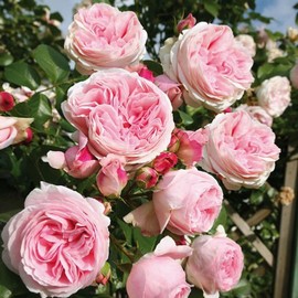 Rosier L'ALHAMBRA ® Tan97289