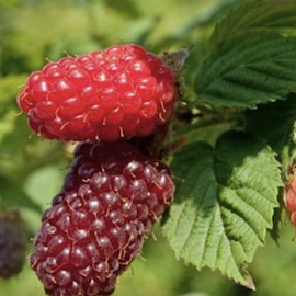 Tayberry