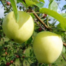 Pommier 'Transparente Blanche'