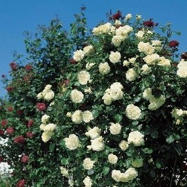 Rosier VALSE DES NEIGES ® Tanrezlaw