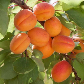 Abricotier 'Meilleur de Hongrie'