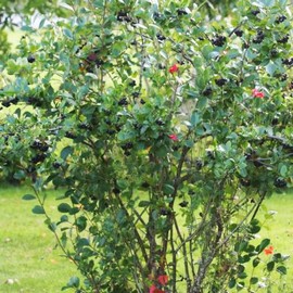 Aronia 'Nero'