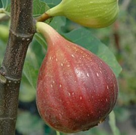Figuier 'Brown Turkey'