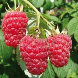 Framboisier 'Aroma Queen®'