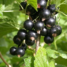Groseiller 'Titania'
