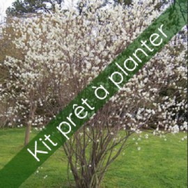 Kit Amelanchier