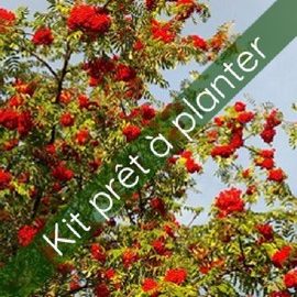 Kit Sorbier des oiseleurs