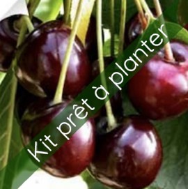 KIT Cerisier Burlat