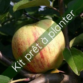 Kit Pommier 'Gravensteiner'