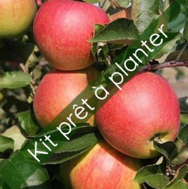 Kit Pommier Jonagold