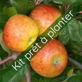 Kit Pommier Topaz